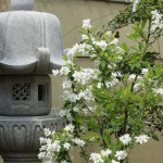 Ｆ様のご両親自ら香川県に足を運び、探し出された庵治石の灯篭です。白い花のリキュウバイが灯篭を引きたてます。