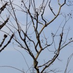 整形樹のマキとモチの間に自然樹形が美しいサルスベリ