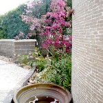 水鉢に落ちる桜の花びら
