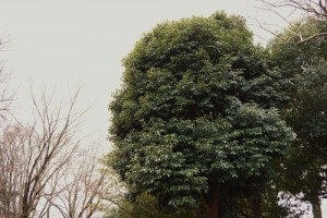 アラカシ-画像-樹木