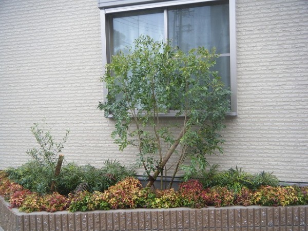 植栽工事 新植 常緑樹で窓の目隠しに U様邸 大阪 エクステリア Jp