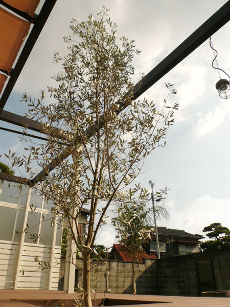お庭のあるあるベスト6 手入れのしやすい木 虫のつかない木を提案して欲しい 大阪 エクステリア Jp