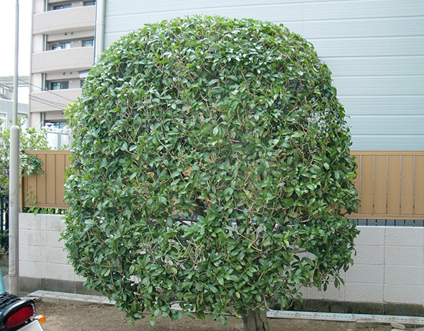 お庭のあるあるベスト6 手入れのしやすい木 虫のつかない木を提案して欲しい 大阪 エクステリア Jp