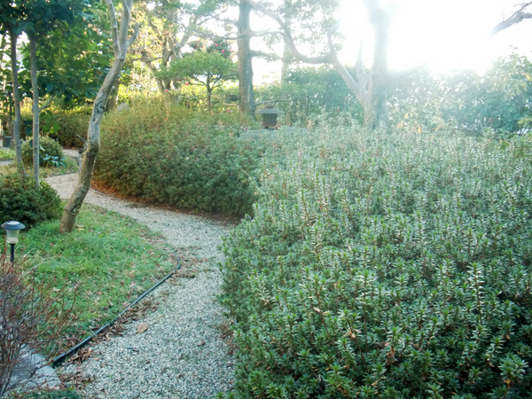 曲線が美しいサツキメインの庭園【剪定】－大阪府吹田市Ｉ様邸の施工前