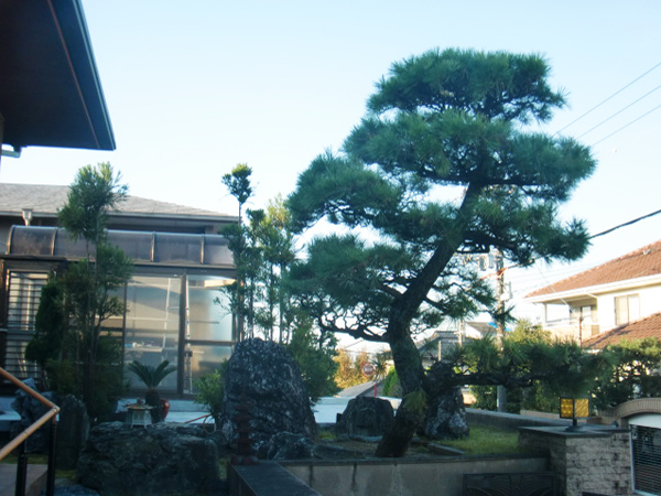 シンボルとなる立派な松の木【剪定】－豊中市T様邸の施工前