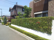 直線が綺麗なプリペットの生垣－大阪府豊中市Ｆ様邸の詳細はこちら